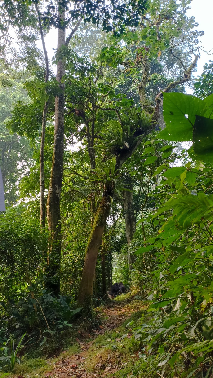 Forêt tropicale, sentier boisé et paysage de terrain.