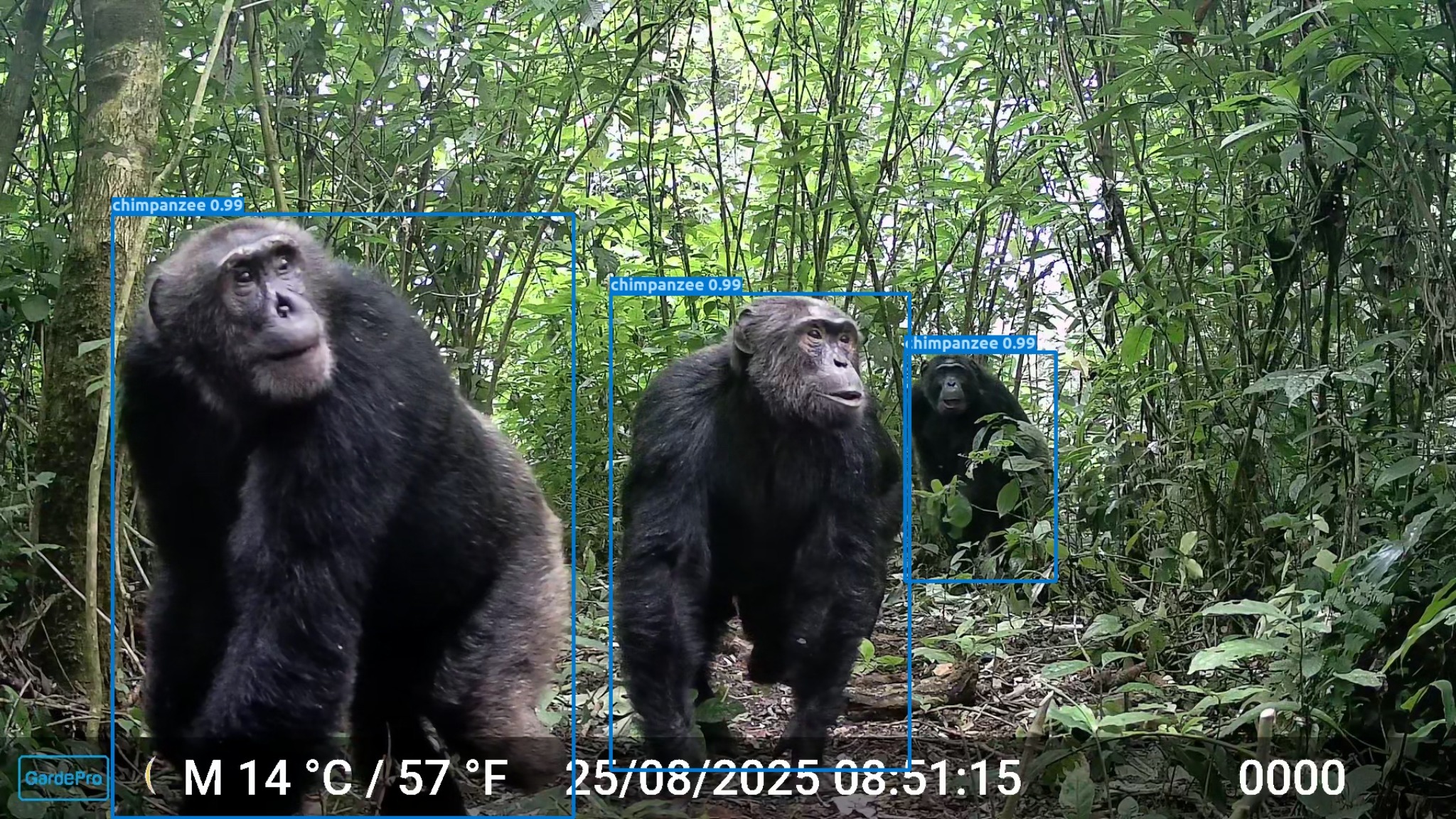 Chimpanzees in tropical forest